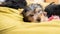 Portrait of a Yorkshire terrier puppy, black and tan, lying in a green beanbag with his siblings