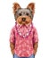 Portrait of Yorkshire Terrier in summer shirt with Hawaiian Lei.