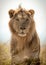 Portrait of a young, adolescent male lion as he surveys the savannah