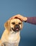 Portrait of young adorable puggle loving head rubs from his owner