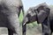 Portrait of a young African Elefant