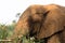 Portrait of young african Elephant in the African savanna. Scene at a game drive in National Park South Africa. Copy Space.