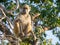 Portrait of young African savannah baboon sitting in branch of a tree on sunny day, Chobe NP, Botswana, Africa