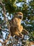 Portrait of young African savannah baboon sitting in branch of a tree on sunny day, Chobe NP, Botswana, Africa