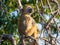 Portrait of young African savannah baboon sitting in branch of a tree on sunny day, Chobe NP, Botswana, Africa