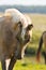 Portrait of young akhal-teke foal on the pasture