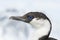 Portrait of a young Antarctic blue-eyed cormorants.