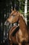 Portrait of young arabian horse at black background