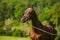 Portrait of young aristocratic chestnut stallion of Akhal Teke horse