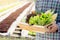 Portrait young asian man smiling harvest and picking up fresh organic vegetable kitchen garden in basket in the hydroponic farm