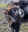 Portrait of a young aurochs