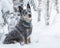 Portrait of young australian cattle dog or blue heeler sitting on snow at winter