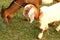 portrait of young baby and mom goat relax on a green meadow, thailand