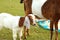 portrait of young baby and mom goat relax on a green meadow, thailand