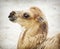 Portrait of young bactrian camel