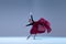 Portrait of young ballerina dancing with deep red fabric isolated over blue grey studio background. Artistic performance