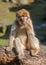 Portrait of young Barbary macaque sitting on a tree