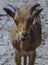 Portrait of a young Barbary sheep eating