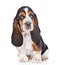 Portrait young basset hound puppy sitting in front. isolated