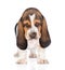 Portrait young basset hound puppy standing in front. isolated