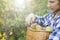 Portrait of young bearded farmer in checkered shirt collects picks pears in basket from tree