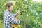 Portrait of young bearded farmer in checkered shirt collects picks pears in basket from tree