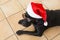 portrait of a young beautiful black labrador dog wearing modern sunglasses and a santa hat. white background. Christmas concept.