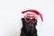 portrait of a young beautiful black labrador wearing glasses with merry christmas sign and a santa hat. looking at the camera.