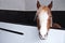 Portrait of young beautiful ginger horse in cattle pen