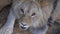 Portrait of a young beautiful lion. Close up.