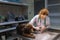 Portrait of young beautiful woman, doctor, veterinary examining a dog, chocolate labrador at vet clinic, indoors