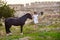 Portrait of young beautiful woman walking with dark brown horse outdoors