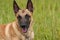 Portrait of a young Belgian Shepherd Dog Malinois looking at the camera.