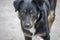 Portrait of a young black dog that looks into the camera, mongrels close-up