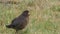 Portrait of a young Blackbird among vegetation