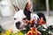 Portrait of a young Boston Terrier dog standing by orange peruvian lily flowers