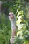 Portrait of a young brahma chicken