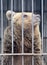 Portrait of a young brown bear in a cage. Close-up of the head of a wild bear behind bars