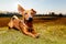 Portrait of a young brown healthy crossbreed dog sitting on the meadow grass in a field