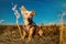 Portrait of a young brown healthy crossbreed dog sitting on the meadow straw in a field with blue sky