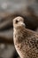 Portrait of young brown mottled seagull Larus Argentatus on blurred background.