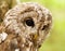 Portrait of young Brown owl - strix aluco