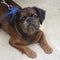 portrait of a young Brussels griffon dark-brown in a blue harnes