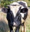 Portrait of a young bull on a background of pasture in blur