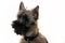 Portrait of a young cairn terrier