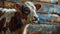 Portrait of a young calf on a background of blue wooden wall