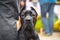 Portrait of young cane Corso dog sitting next to owner on the street during a walk, blurred background. Docile pet