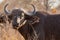 Portrait of young Cape buffalo cow chewing.