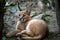 Portrait of young caracal.