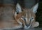 Portrait Of A Young Caracal Wild Cat